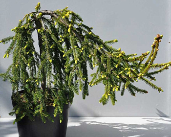 Ель обыкновенная "Инверса"