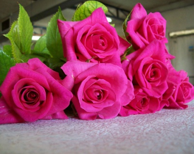 Роза Чайно-Гибридная «Шакира» 