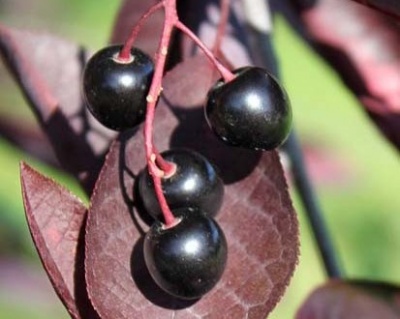 Черемуха красная "Колората"