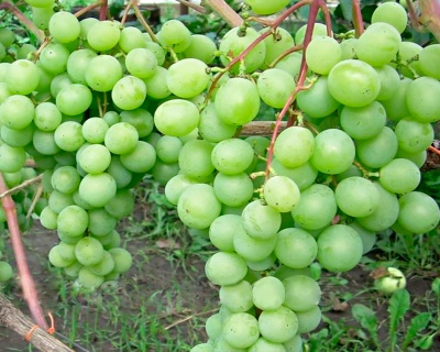 Виноград "Талисман"