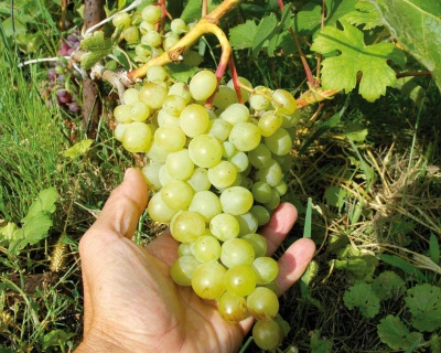 Виноград "Амурский белый"