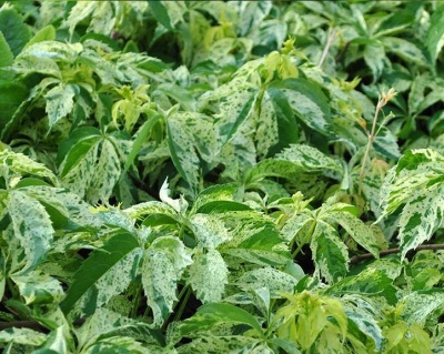 Виноград девичий пятилисточковый "Стар Шоуерс"(P-9)