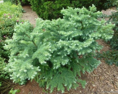 Лиственница японская "Блю Дварф"