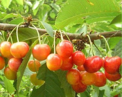 Черешня Красавица"