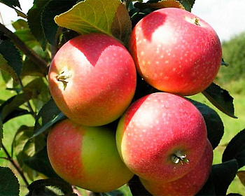 Яблоня "Елена"