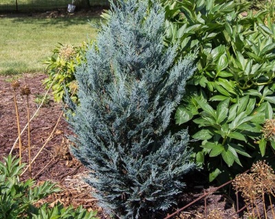 Кипарисовик Лавсона "Дартс Блю Риббон"