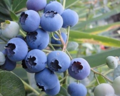 Голубика "Эллиот (Еlliot)"