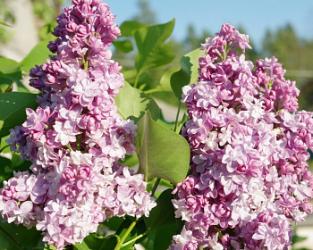 Сирень "Монтень"