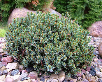 Ель канадская "Блю Планет"