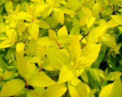 Спирея японская "Голден Принцесс"