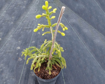 Ель обыкновенная "Голд Дрифт"