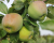 Яблоня колоновидная "Каскад"