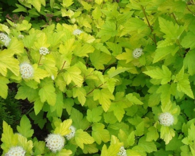 Пузыреплодник "Лютеус" (Luteus)