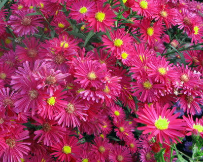 Астра Новобельгийская "Уинстон Черчилль"