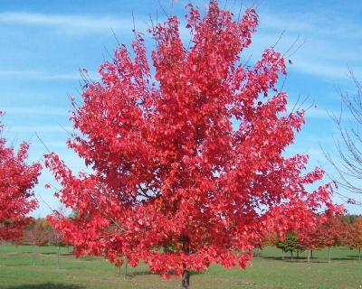 Клен красный "Ред Сансет"