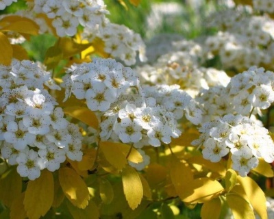 Спирея вангутта "Голд Фонтан"