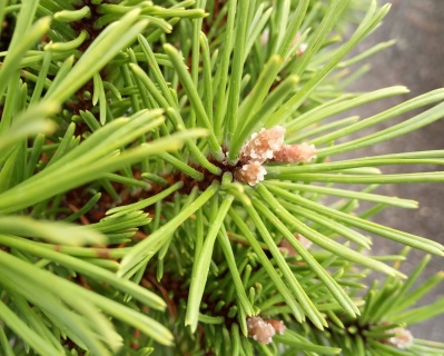 Сосна горная "Бенджамин"