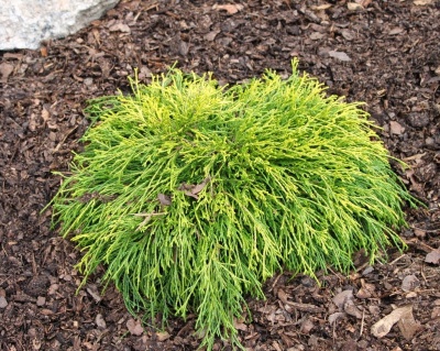 Кипарисовик Горохоплодный "Санголд"