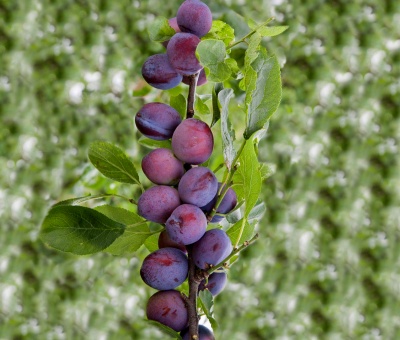 Слива колоновидная «Блю Свит»