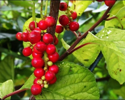 Китайский лимонник "Первенец" 