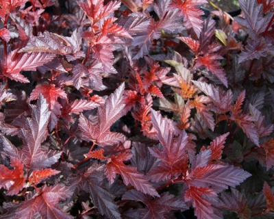 Пузыреплодник "Андре" (Andre)