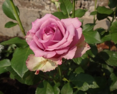 Роза Чайно-Гибридная «Кул Ватер» 