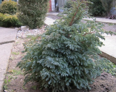 Кипарисовик Горохоплодный "Булевард"(Р-9)