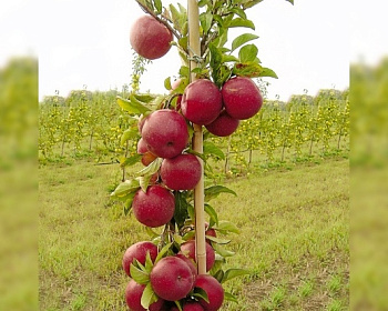 Яблоня колоновидная "Джин"