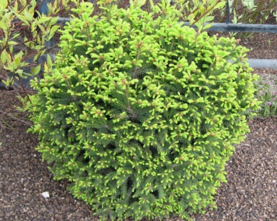 Ель обыкновенная "Барри"