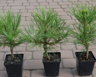 Сосна черная "Спилберг"