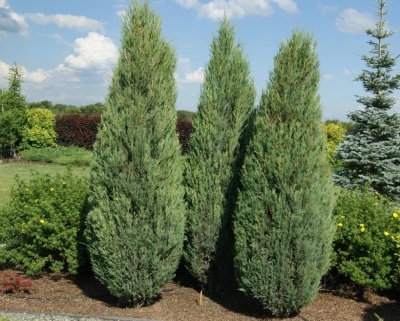 Можжевельник скальный "Скайрокет"