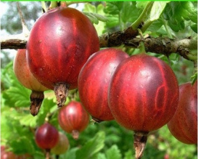 Крыжовник "Машека"