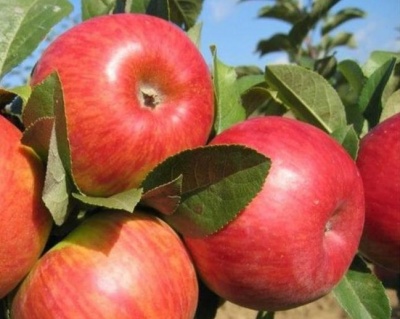 Яблоня "Пинова"