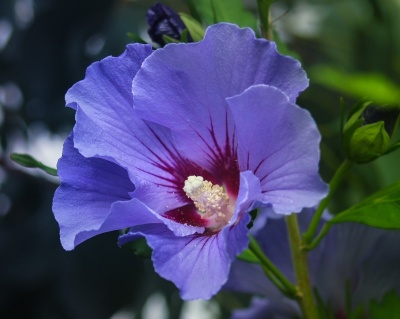 Гибискус «Озиау Блу»