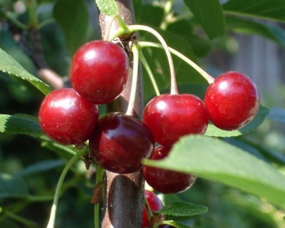 Вишня колоновидная "Малютка"