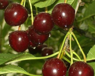 Вишня "Шоколадница"