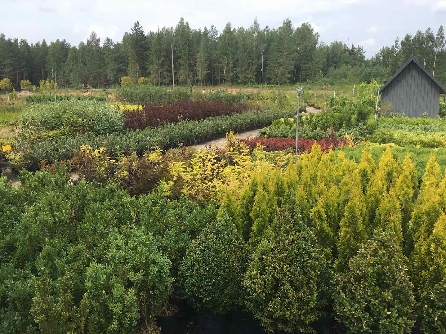 Питомник "ZelenSad"