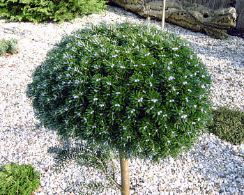 Пихта корейская "Сильберкугель" (штамбовая форма)