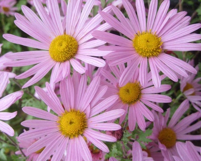 Хризантема "Клара Кертис"