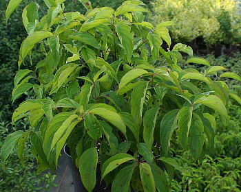 Дерен отпрысковый "Келси" (Kelsey)