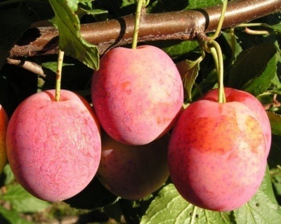 Слива "Королева Виктория"