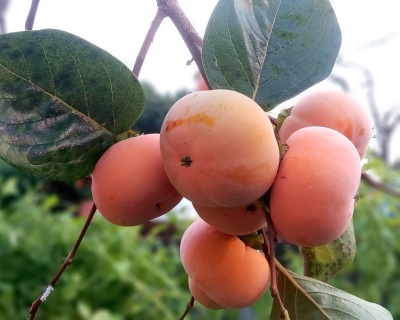 Хурма "Россиянка"