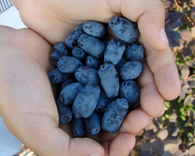 Жимолость "Золушка"