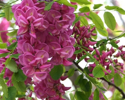 Робиния лжеакация "Пинк Каскад"