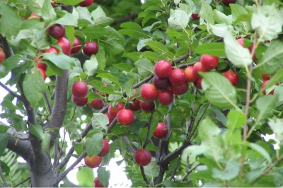 СВГ "Мейнор" (сливово-вишневый гибрид)