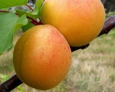 Абрикос "Триумф Северный"