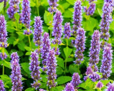 Многоколосник "Блек Эддер"