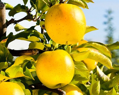 Яблоня колоновидная "Медок"