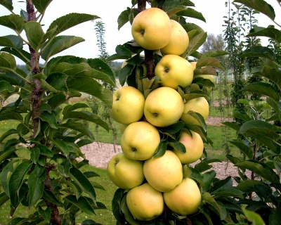 Яблоня колоновидная "Медок"