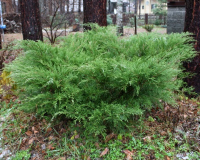 Можжевельник средний "Минт Джулеп"